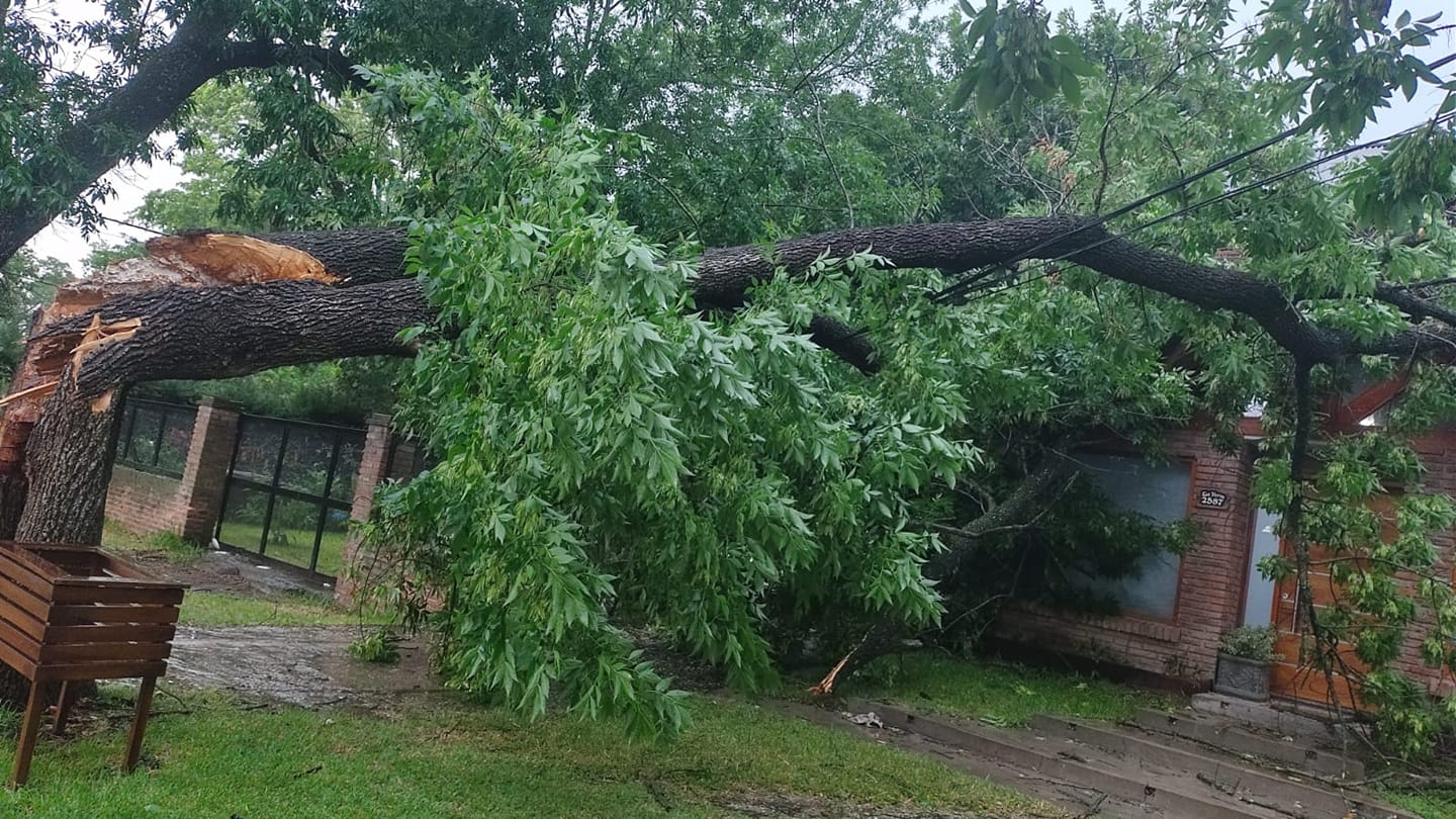 Lo que dejó la tormenta: árbol de 10 metros cayó sobre una casa 